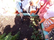 Sklízíme úrodu na zahrádce